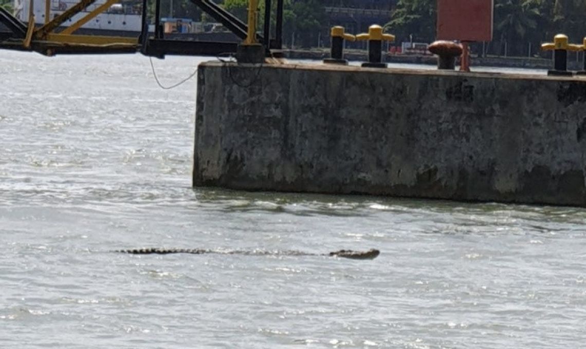 Nelayan Diminta Waspadai Buaya Yang Berkeliaran Di Perairan Chiracup